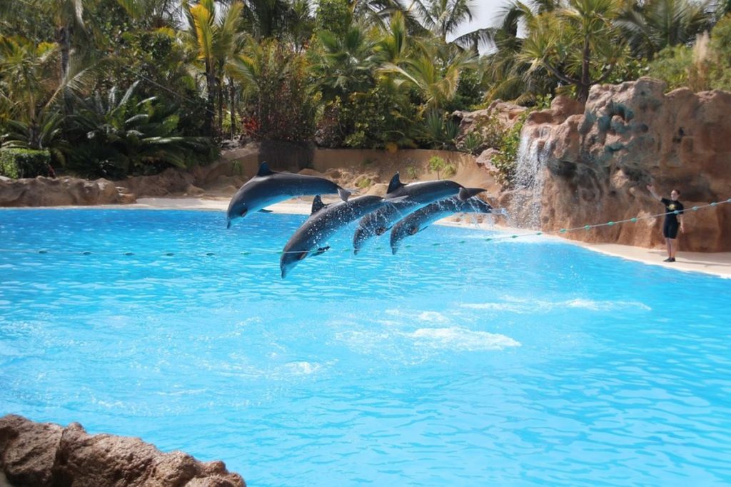 Vacanze a Tenerife la perla delle Canarie