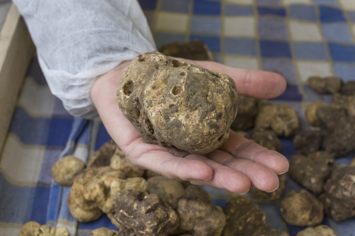 Tartufo d'Alba