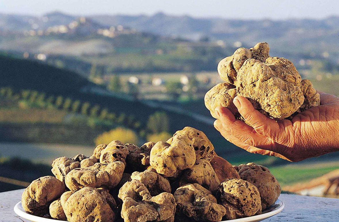Tartufo d'Alba